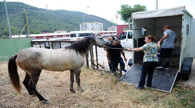 Karşıyaka'da Başıboş At Operasyonu