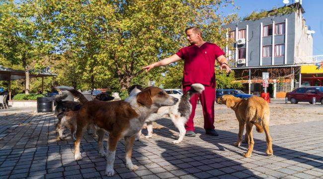 Sahipsiz köpeklerin sayımı başladı.